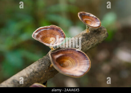 Fungo marrone Microporus xanthopus Fr. Kuntze sul ramo di albero Foto Stock