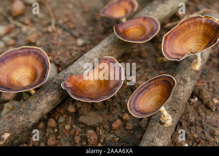 Fungo marrone Microporus xanthopus Fr. Kuntze sul ramo di albero Foto Stock