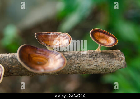 Fungo marrone Microporus xanthopus Fr. Kuntze sul ramo di albero Foto Stock