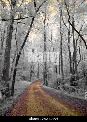 Rosso infrarosso falso colore fotografia di strada sterrata nel bosco in Great Smoky Mountain National Park Tennessee Foto Stock