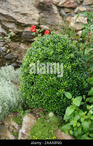 Japanischer Spindelstrauch (Euonymus japonicus 'Microphyllus') Foto Stock