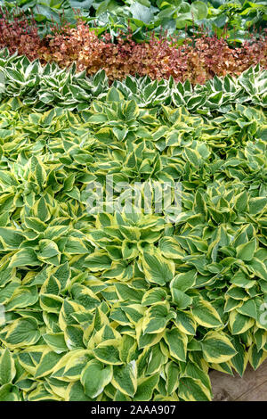 Funkie (Hosta 'larga tesa') Foto Stock