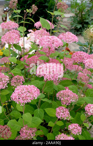 Rosa Schneeball-Hortensie (Hydrangea arborescens INVINCIBELLE) Foto Stock