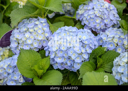 Garten-Hortensie (Hydrangea macrophylla FOREVER & mai® Blue) Foto Stock