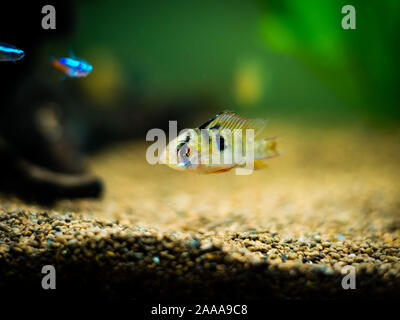 Ram cichlid (Mikrogeophagus ramirezi) in un serbatoio di pesci Foto Stock