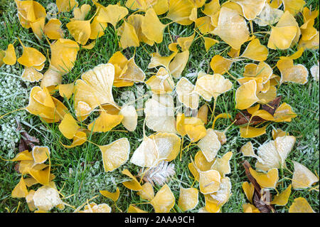 Ginkgoblätter mit Raureif, Mädchenhaarbaum (Ginkgo biloba) Foto Stock