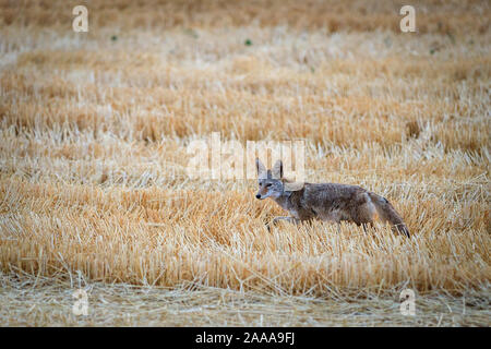 Curioso Coyote Foto Stock