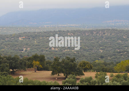 Aprire il bosco di querce (dehesas) in Azuel, Sierra Morena (Andalusia) Foto Stock