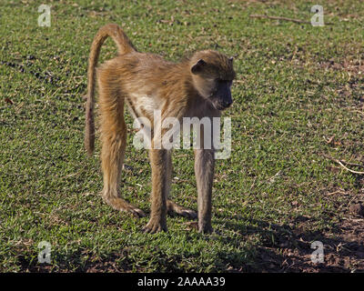 Giovani chacma baboon in piedi Foto Stock