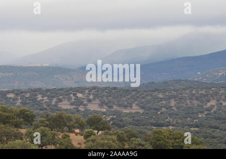 Aprire il bosco di querce (dehesas) in Azuel, Sierra Morena (Andalusia) Foto Stock