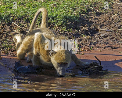 Chacma baboon bere Foto Stock