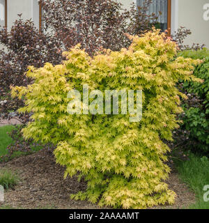 Japanischer Fächer-Ahorn (Acer palmatum "Orange sogno") Foto Stock