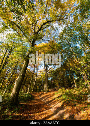 Piccolo percorso andando verso l'alto nei boschi durante i colori d'autunno Foto Stock