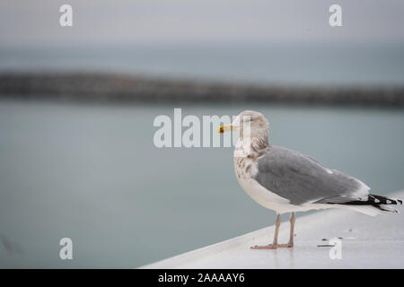 Un grosso gabbiano si siede su un traghetto e attende Foto Stock