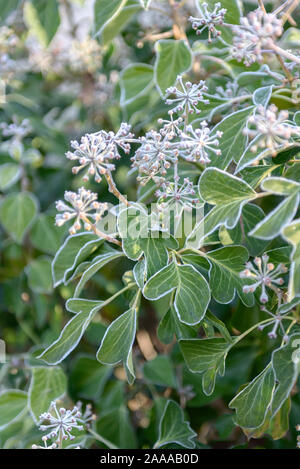 Strauch-Efeu (Hedera helix 'Arborescens') Foto Stock