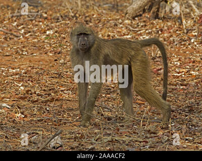 Chacma baboon in piedi Foto Stock