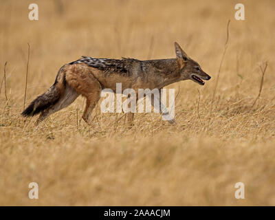 Nero-backed jackal passeggiate Foto Stock