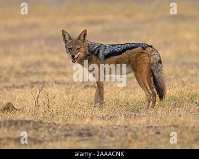 Nero-backed jackal in piedi Foto Stock