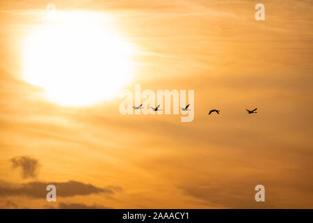 Flying Swan sagome di Sunrise Foto Stock