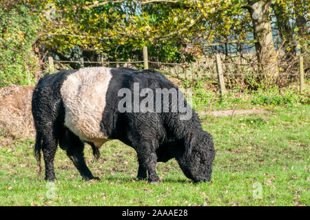 Un belted Galloway bull sul Holkham Estate in North Norfolk. Foto Stock