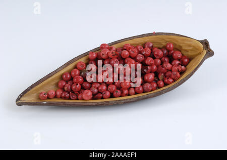 Pepe rosa / (Schinus Terebinthifolius) / Rosa Pfeffer / Brasilianischer Pfefferbaum, Pepper-Tree brasiliano, pepe rosa Foto Stock