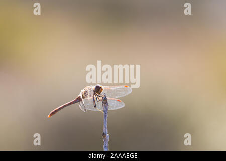 Dragonfly libellula insetto a volare su un bordo stick isolato su un sfondo sfocato Foto Stock