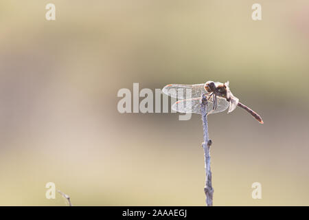 Dragonfly libellula insetto a volare su un bordo stick isolato su un sfondo sfocato Foto Stock
