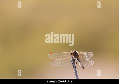 Dragonfly libellula insetto a volare su un bordo stick isolato su un sfondo sfocato Foto Stock