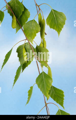 Sabbia Betulla / (Betula pendula) | sabbia Birke (Betula pendula) / freistellbar Foto Stock