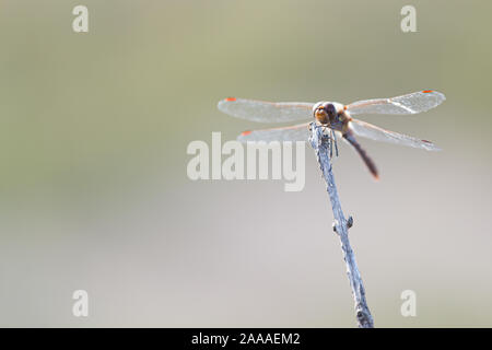 Dragonfly libellula insetto a volare su un bordo stick isolato su un sfondo sfocato Foto Stock