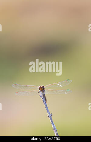 Dragonfly libellula insetto a volare su un bordo stick isolato su un sfondo sfocato Foto Stock