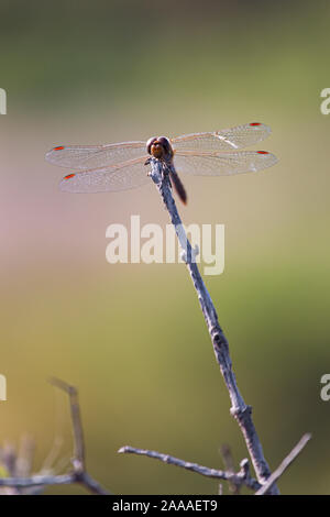 Dragonfly libellula insetto a volare su un bordo stick isolato su un sfondo sfocato Foto Stock