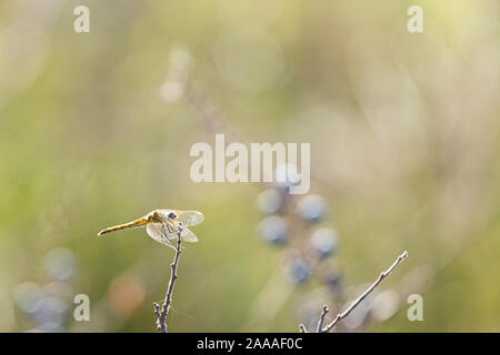 Dragonfly libellula insetto a volare su un bordo stick isolato su un sfondo sfocato Foto Stock