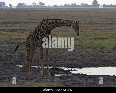 Giraffa namibiana di bere Foto Stock