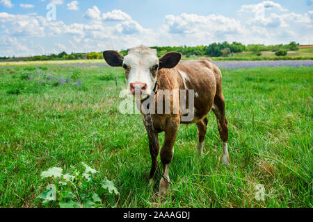 I giovani di colore rosso e bianco con neonato rosa tenue museruola, close-up verticale. Adorabili e carino di vitello, vicino. Foto Stock