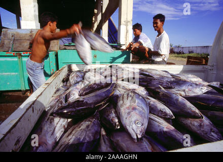 Indonesia. Sulawesi. Caricamento dei pescatori le proprie catture su un carrello. Foto Stock