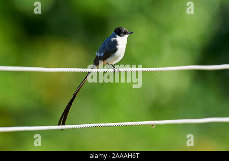 Forcella-tailed Flycatcher (Tyrannus savana) arroccato su un filo, Mangueiras Ranch, Bairro da Ponte Nova, Sao Paulo, Brasile Foto Stock