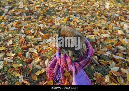 Pekingese cane di razza in autunno giornata soleggiata in vestiti, contro lo sfondo di foglie cadute, Foto Stock