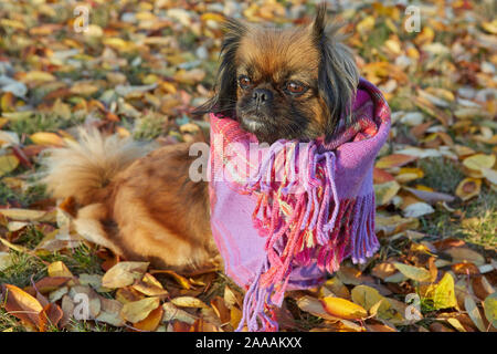 Pekingese cane di razza in autunno giornata soleggiata in vestiti, contro lo sfondo di foglie cadute, Foto Stock