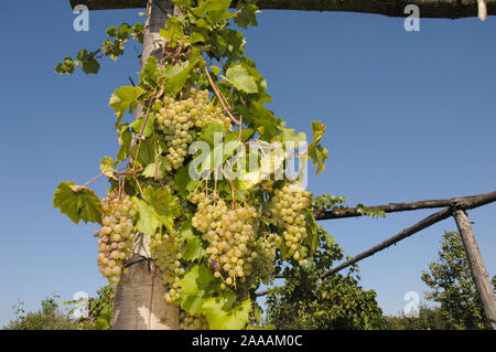 Grappolo di uva 'Phoenix' / (Vitis vinifera) / Weintrauben 'Phoenix' / Foto Stock