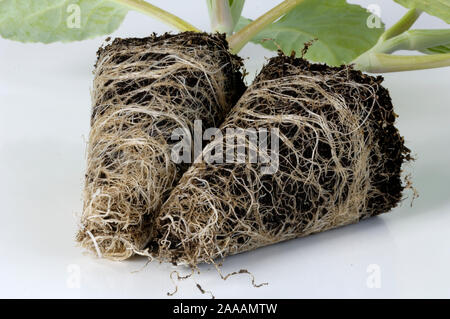 Pianta giovane Broccoli / (Brassica oleracea var. italica) | Junge Brokkoli Gemuesepflanzen / (Brassica oleracea var. italica) / Foto Stock