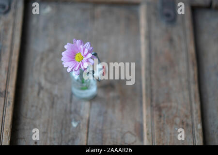 Bella singola aster decorate in una piccola bottiglia di vetro su una squallida usato mobili in legno Foto Stock