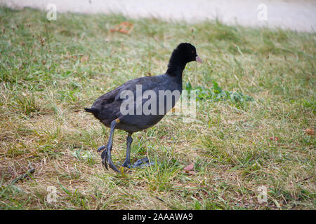 Eurasian coot duck è camminare nel parco su erba verde e vicino ad acqua o lago Foto Stock