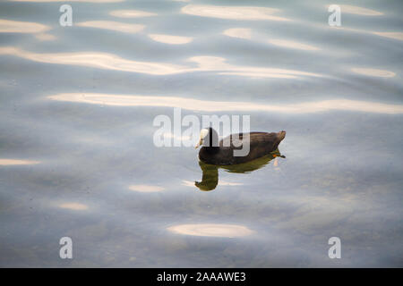 Eurasian coot duck nuoto sulle calme acque di un lago o di un fiume in un parco pubblico Foto Stock