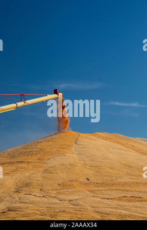 Daykin, Nebraska - mais viene memorizzato temporaneamente sul terreno al di fuori di un elevatore granella. Foto Stock