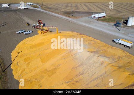 Daykin, Nebraska - mais viene memorizzato temporaneamente sul terreno al di fuori di un elevatore granella. Foto Stock