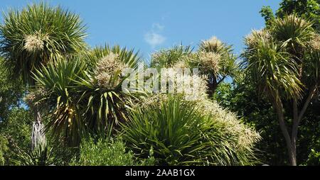 Gruppo impianto della Nuova Zelanda cabbage tree, Cordyline australis, in fiore Foto Stock