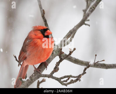 Una bellissima giovane maschio Cardinale settentrionale (Cardinalis cardinalis) sul ramo di albero su terreni innevati giorno. Foto Stock