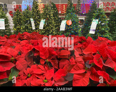 Poinsettia piante e albero di Natale decorato in vendita nel negozio. Foto Stock