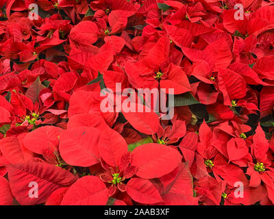 Poinsettia piante sulla vendita in vacanze di Natale Store. Foto Stock